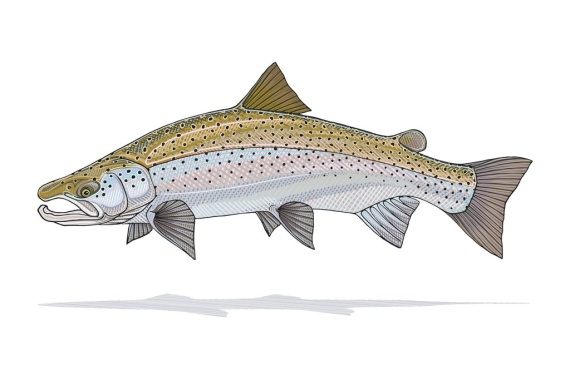 Atlantic Salmon Prints - Casey Underwood ryhmässä Muut / Lahjat Ja Lahjaoppaat @ Sportfiskeprylar.se (CPU_SalmonSmallr)