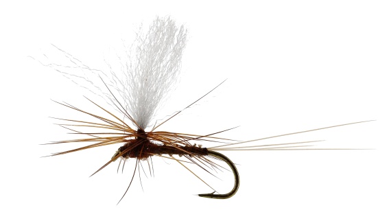 Marginata Dun Biot Brown TMC100 ryhmässä Vieheet / Perhot / Pintaperhot @ Sportfiskeprylar.se (FL32130r)