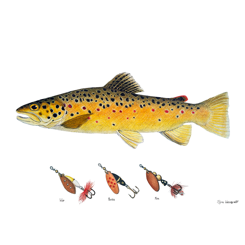 Myran Framed Brown Trout Poster ryhmässä @ Sportfiskeprylar.se (NFS50-1)