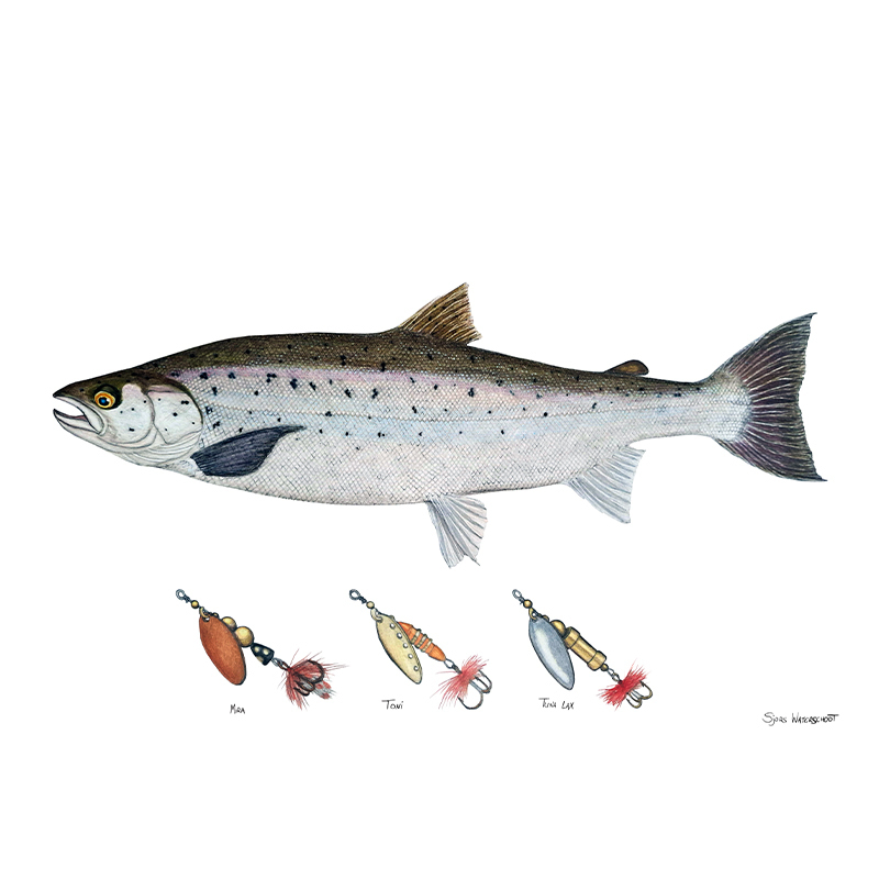 Myran Framed Salmon Poster ryhmässä @ Sportfiskeprylar.se (NFS50-2)