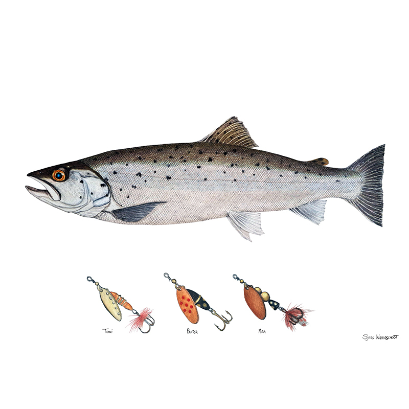 Myran Framed Sea Trout Poster ryhmässä @ Sportfiskeprylar.se (NFS50-3)
