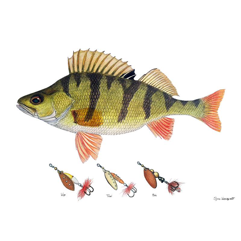 Myran Framed Perch Poster ryhmässä @ Sportfiskeprylar.se (NFS50-5)