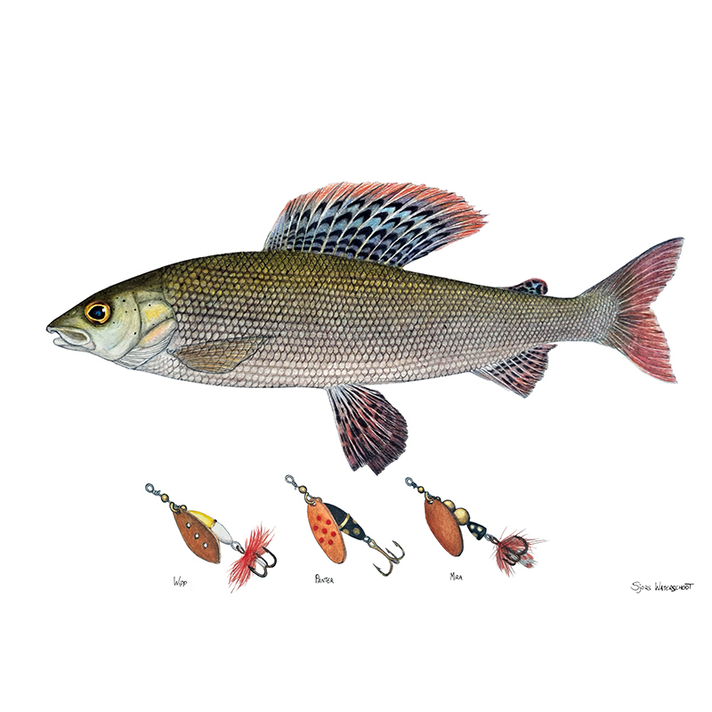 Myran Framed Grayling Poster ryhmässä @ Sportfiskeprylar.se (NFS50-6)