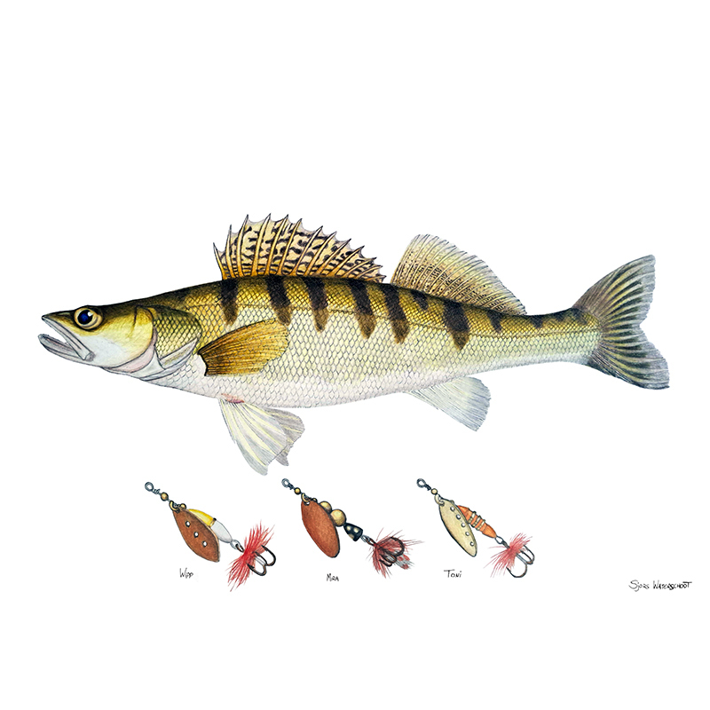 Myran Framed Zander Poster ryhmässä @ Sportfiskeprylar.se (NFS50-9)