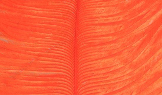 Struts plym - Orange ryhmässä Koukut & Tarvikkeet / Perhonsidonta / Perhonsidonta materiaali / Höyhenet & Sulat / Muut höyhenet @ Sportfiskeprylar.se (W-OP012)