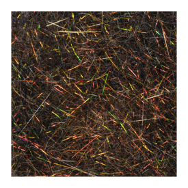 Living Grey Squirrel