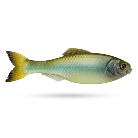 Ghost Minnow