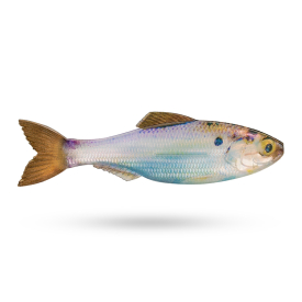 Live Gizzard Shad