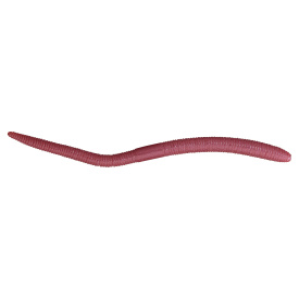 Jackall Flick Shake 500 12cm (8-pack) - Light Earthworm