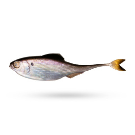 6th Sense Fiction Shad 3,4'' 8,6cm (5-Pcs) - Live Gizzard Shad