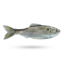 6th Sense Plump Panorama 5''- Live Threadfin Shad